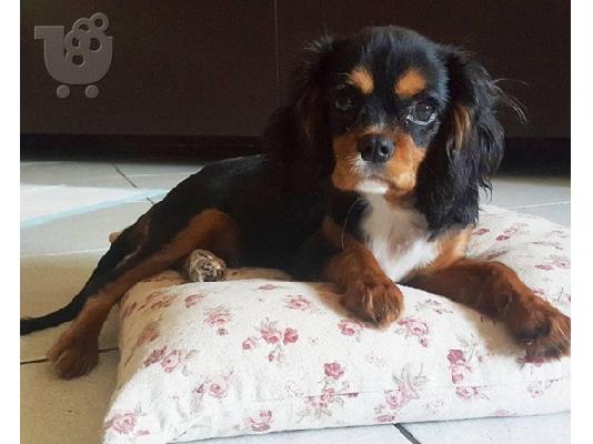 PoulaTo: CAVALIER KING CHARLSE